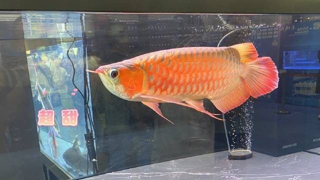 哪里可以購買到稀有紅色龍魚？