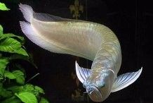 銀龍魚魚鰭邊緣發紅怎么回事