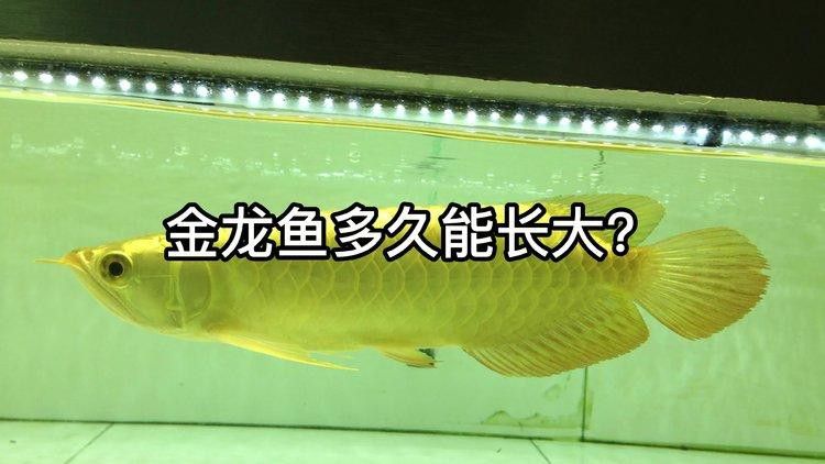 過背金龍魚多久能長成？