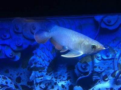 高背龍魚多久發(fā)色（高背龍魚發(fā)色時(shí)間因種類、生長環(huán)境和飼養(yǎng)條件等因素而異）