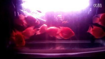 銀龍魚全身發紅死了是什么原因（銀龍魚全身發紅并死亡可能由多種因素造成）