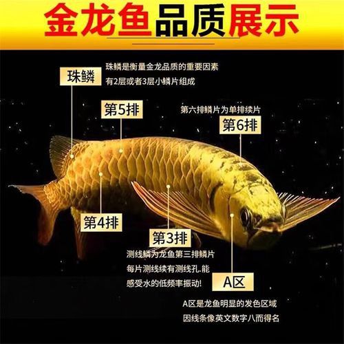 推薦幾款適合高背金龍魚的魚缸品牌