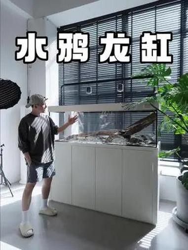 推薦幾款適合高背金龍魚的魚缸品牌