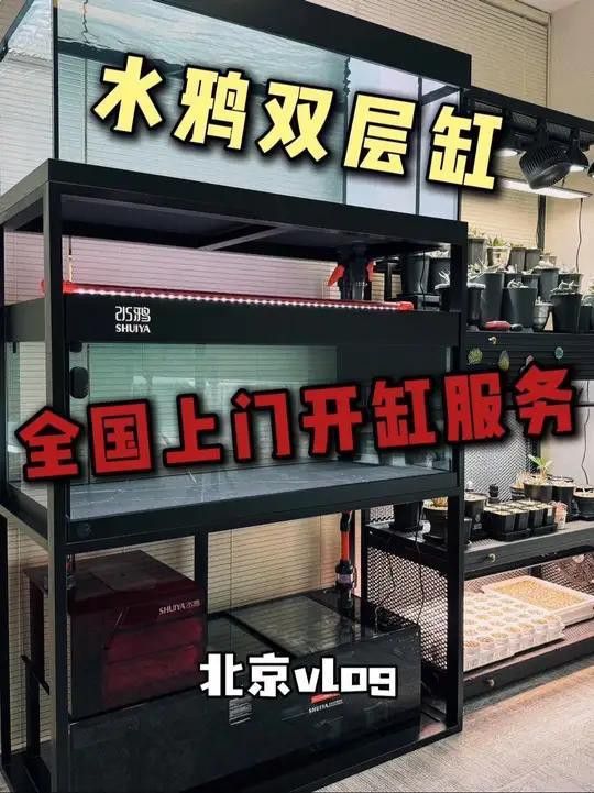 推薦幾款適合高背金龍魚的魚缸品牌