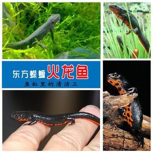 挑選小龍魚時可以從以下幾個方面來看品相是否良好：在挑選小龍魚時
