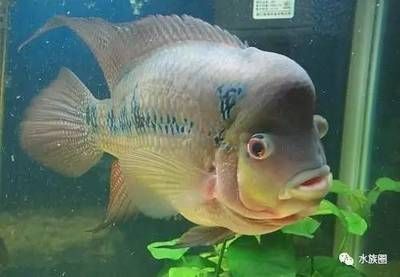 龍魚掉眼手術失敗后多久可以二次手術啊：龍魚掉眼手術后多久可以二次手術龍魚掉眼手術后的恢復時間