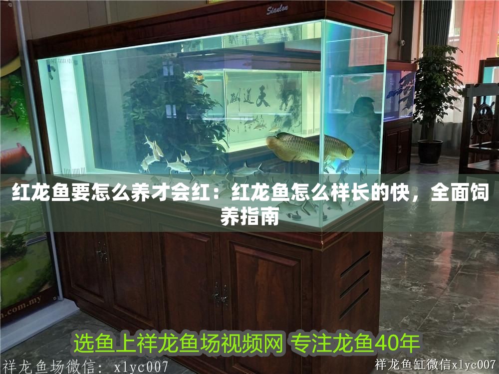 紅龍魚要怎么養才會紅：紅龍魚怎么樣長的快，全面飼養指南
