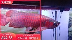 龍魚多少錢？：龍魚的價格因品種、品種、地域等多種因素而不同