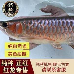 廣州龍魚批發(fā)市場地址在哪里啊多少錢：廣州龍魚市場地址及價(jià)格