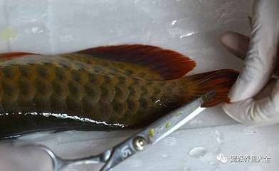 龍魚胸鰭斷了能恢復嗎：龍魚胸鰭斷了能恢復嗎龍魚胸鰭斷了能恢復嗎