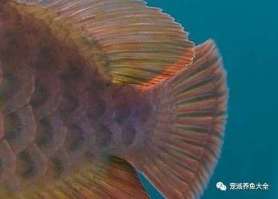 龍魚胸鰭斷了能恢復嗎：龍魚胸鰭斷了能恢復嗎龍魚胸鰭斷了能恢復嗎