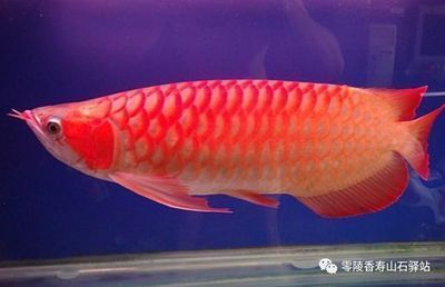 贊美金龍魚的優美句子