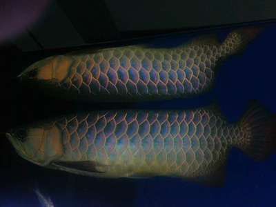 龍魚斜著游是怎么解決：龍魚斜著游可能由多種原因引起