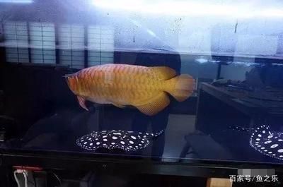 龍魚最大能長多大家養(yǎng)：六角龍魚的生長潛力受到多種影響