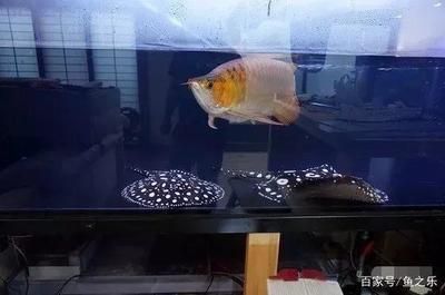 龍魚最大能長多大家養(yǎng)：六角龍魚的生長潛力受到多種影響