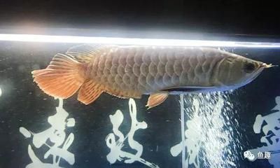 龍魚須斷了怎么辦：當龍魚的胡須不幸折斷時，主人可能會感到擔憂不過不過