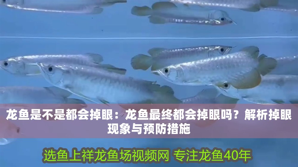 龍魚是不是都會掉眼：龍魚最終都會掉眼嗎？解析掉眼現象與預防措施