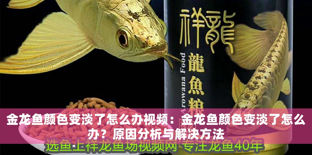 金龍魚(yú)顏色變淡了怎么辦視頻:金龍魚(yú)顏色變淡了怎么辦?原因分析與解決方法