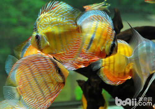 七彩魚和紅龍魚混養(yǎng)怎么樣：七彩魚和紅龍魚可以混養(yǎng)嗎