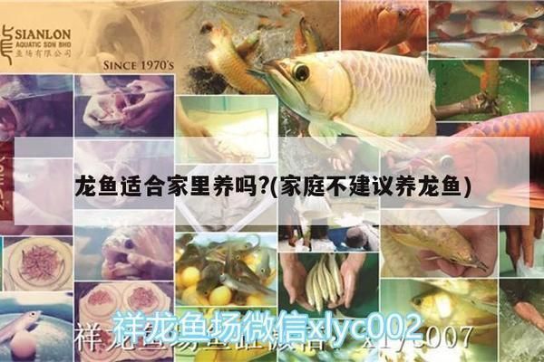 家里適合養龍魚嗎？：適合家庭養殖的小型觀賞魚推薦