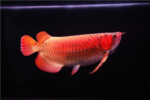 最便宜的紅龍魚多少錢一條：最便宜的紅龍魚多少錢一條紅龍魚多少錢一條