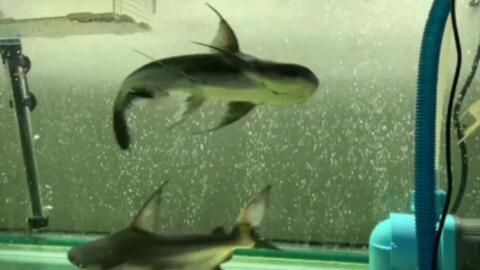 成吉思汗鯊vs龍魚（成吉思汗鯊)選購及飼養心得專欄）
