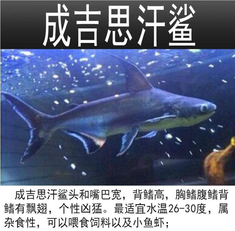 成吉思汗鯊vs龍魚（成吉思汗鯊)選購及飼養心得專欄）
