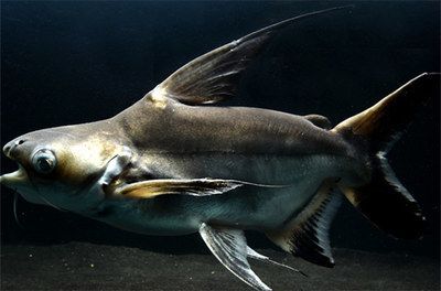 成吉思汗鯊vs龍魚（成吉思汗鯊)選購及飼養心得專欄）