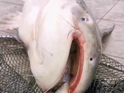 成吉思汗鯊vs龍魚（成吉思汗鯊)選購及飼養心得專欄）