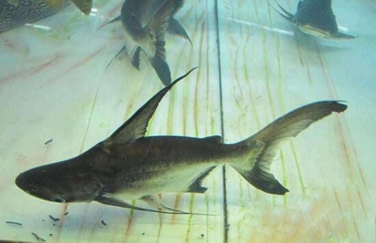 成吉思汗鯊vs龍魚（成吉思汗鯊)選購及飼養心得專欄）
