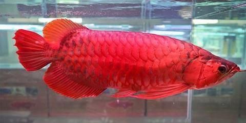 紅龍魚幾個月開始發色：紅龍魚發色過程中的常見問題