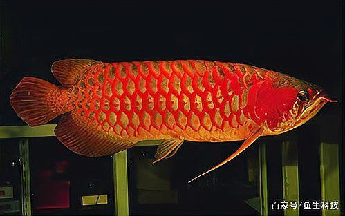 哪種紅龍魚品種最具觀賞價值？