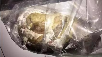 龍魚品牌毒素：關(guān)于龍魚品牌毒素的相關(guān)信息