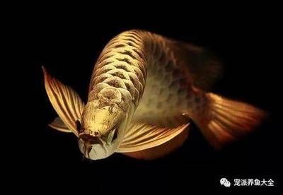 最普通的雷龍魚：龍魚受到驚嚇怎么辦
