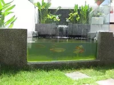 龍魚缸最小尺寸是多大？：養殖龍魚的魚缸最小尺寸是多大？