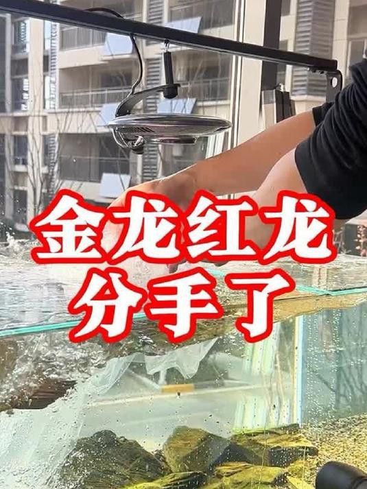 紅龍魚混養需要多久適應？