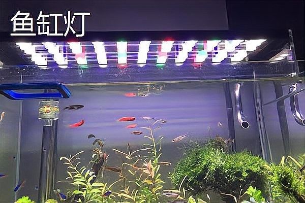 銀龍魚燈光可以長期開嗎多久