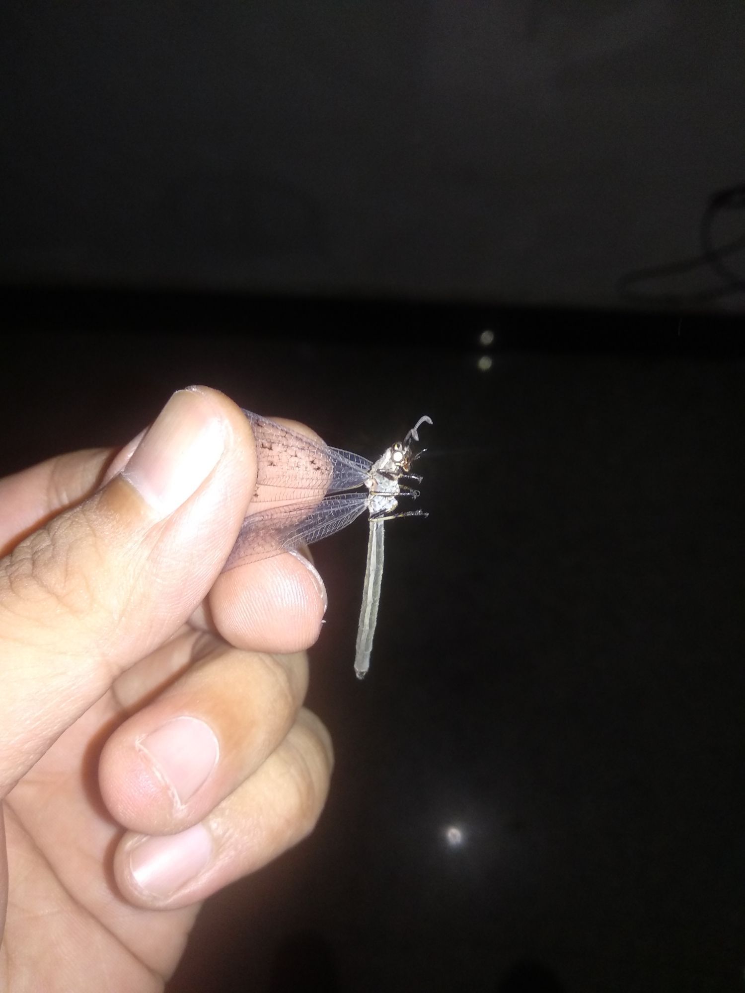 新物種？