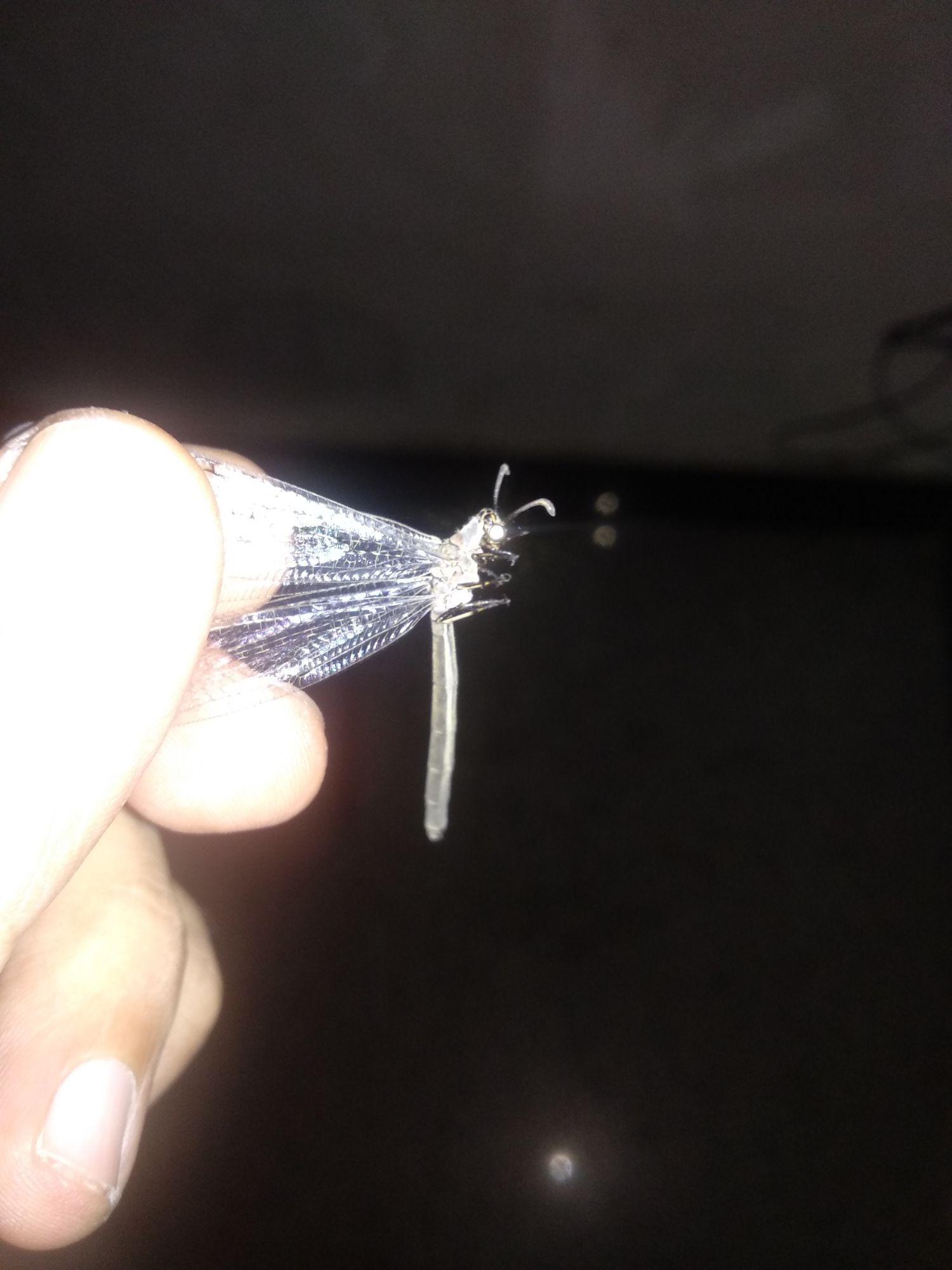 新物種？
