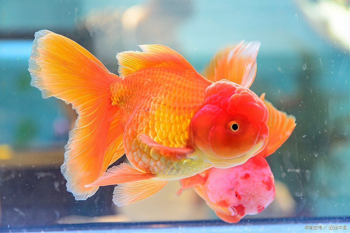 金魚頭頂的紅色包變白了