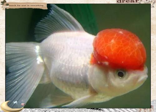 金魚頭頂的紅色包變白了