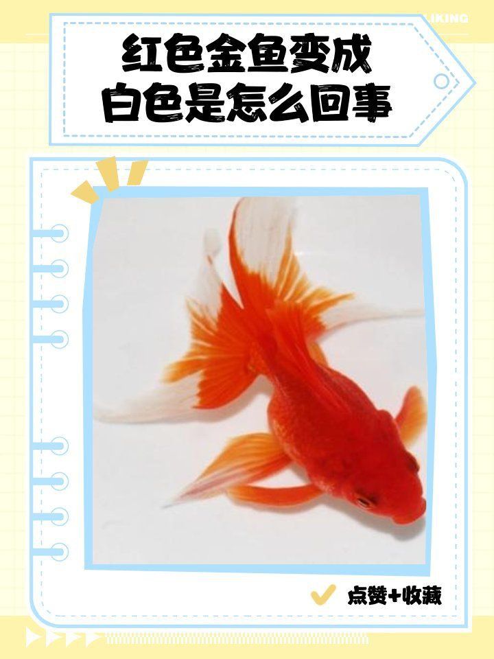 金魚頭頂的紅色包變白了