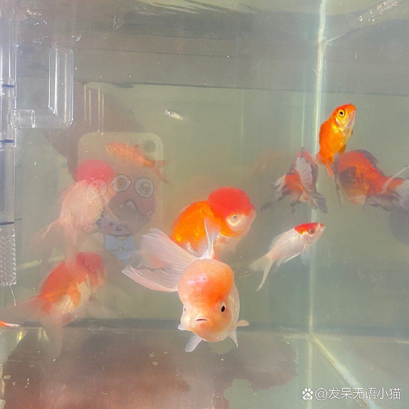 金魚頭頂的紅色包變白了