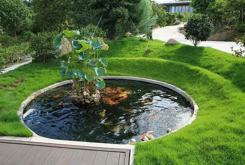 中國紅龍魚養(yǎng)殖基地地址