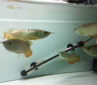 紅尾高背金龍魚怎么樣養：紅尾高背金龍魚怎么養