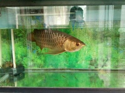 紅尾高背金龍魚怎么樣養：紅尾高背金龍魚怎么養