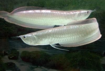 紅龍魚跟銀龍混養可以嗎（紅龍魚和銀龍魚混養在理論上可行嗎銀龍魚混養在理論上可行嗎）