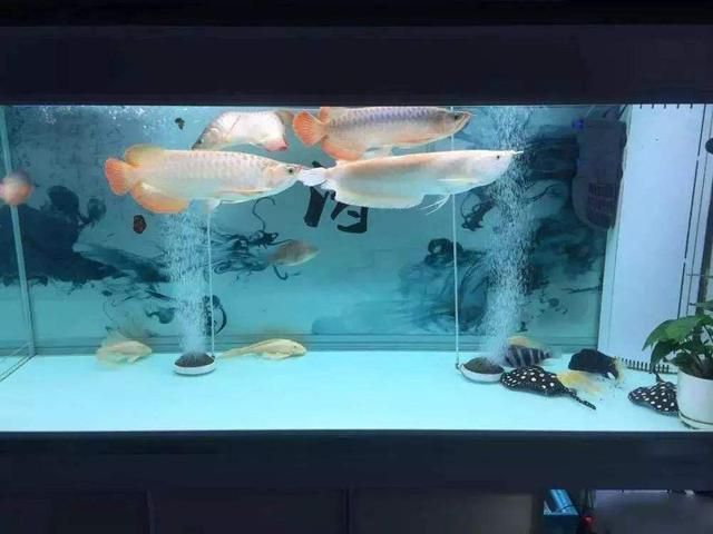紅龍魚跟銀龍混養可以嗎（紅龍魚和銀龍魚混養在理論上可行嗎銀龍魚混養在理論上可行嗎）