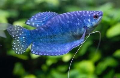 龍魚(yú)名字大全可愛(ài)（可愛(ài)風(fēng)格的龍魚(yú)名字） 龍魚(yú)名字大全可愛(ài)（可愛(ài)風(fēng)格的龍魚(yú)名字） 龍魚(yú)百科 第2張