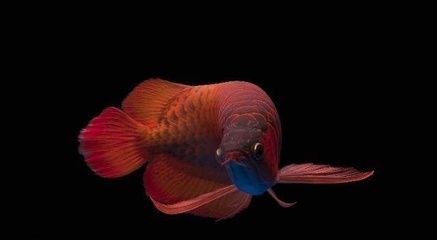 龍魚(yú)用腸蟲(chóng)清的用法，使用腸蟲(chóng)清治療龍魚(yú)的具體方法